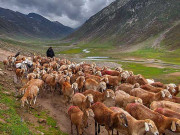 خیبر پختون خوا میں بھیڑ کی نسلیں