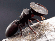 اپنے سر پر گھر کا دروازہ لے کر گھومنے والی چیونٹی