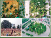 لاہور میں میاواکی جنگلات کا کامیاب آغاز