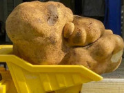 یہ دنیا کا سب سے بڑا آلو نہیں تو پھر کیا ہے گینز بک آف ورلڈ ریکارڈ نے بتا دیا