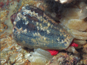 سمندری گھونگھے کا ’زہر‘ دیرینہ درد کی دوا بن سکتا ہے