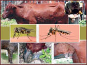 لَمپی سکن ڈیزیز مویشیوں کی خطرناک وباء پاکستان میں پھیلنے لگی