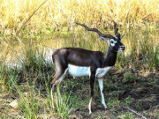 پاکستان میں 53 سال بعد کالے ہرنوں کی قدرتی ماحول میں واپسی