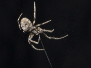 مکڑیاں اپنے جالے کو لاؤڈ اسپیکر بنا کر سننے کی صلاحیت بڑھاتی ہیں