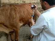سندھ میں مویشیوں کو بیماری سے بچانے کیلیے ویکسی نیشن مہم شروع