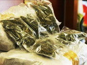 اینٹی نارکوٹکس کی کارروائیاں 103 کلو گرام منشیات پکڑی گئی دو ملزمان گرفتار