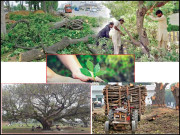 باغوں کا شہر لاہور اپنے 70 فیصد درختوں سے محروم ہو چکا ہے