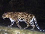 ایران میں چیتا رہائشی علاقے میں گھس آیا پولیس کی دوڑیں لگ گئیں