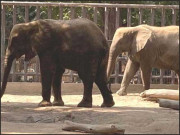 چڑیا گھر اور سفاری پارک 4 ہاتھیوں کی حالت ٹھیک نہ ہونے کا انکشاف