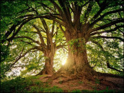 درخت انسان کے مخلص دوست