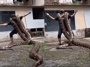 انڈونیشین شہری کی خطرناک اژدھا گلے میں ڈال کر رقص کرنے کی ویڈیو وائرل