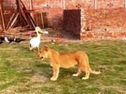 لاہور میں گھر کی چھت سے شیر کا بچہ بازیاب