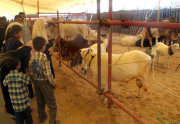 لائیو اسٹاک ڈیری فشریز پولٹری اینڈ ایگریکلچر نمائش شروع