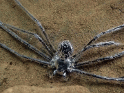 ہوائی غلاف اوڑھ کر نصف گھنٹے پانی میں رہنے والی مکڑی