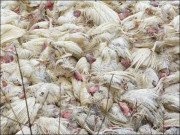 ساڑھے 4 ہزار کلو گرام مردہ مرغیاں سپلائی کرنے کی کوشش ناکام