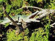 مگر مچھ درختوں پر