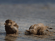 موسماتی تبدیلی سے جنگلی حیات کی زندگیاں دشوار پرندوں کی کئی اقسام معدوم