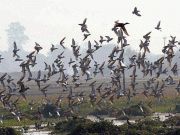 بے دریغ شکار اور آب گاہوں کی تباہی سے مہاجر پرندوں کی تعداد میں کمی