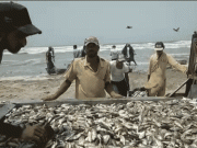 کلفٹن کے ساحل پر ماہی گیروں کی قسمت جاگ اٹھی لاکھوں روپے مالیت کی مچھلیاں ہاتھ لگ گئیں