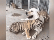ٹائیگر کے بچوں کی کتیا کے ساتھ کھیلنے اور دودھ پینے کی ویڈیو وائرل