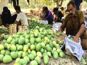 ملک میں موسمیاتی تبدیلی کے باعث آم کی پیداوار میں 50فیصد کمی