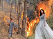 چڑیا کی پسوڑی کوئل کی فریاد