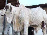 پنجاب میں بھی مویشیوں میں لمپی اسکن بیماری پھیلنے لگی