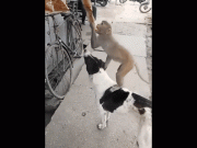 چوری کرنے والے بندر اور کتے کی جوڑی دلچسپ ویڈیو وائرل