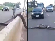 دیوقامت اژدھے نے سڑک بلاک کردی