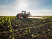 متروک الاستعمال کھیتوں کی بحالی موسمیاتی تغیر کو کم کرنے میں مدد دے سکتی ہے تحقیق