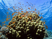 سمندری مونگے میں کینسر کے خلاف مؤثر کیمیکل دریافت