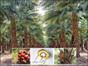 پاکستان میں پام آئل کی کاشت