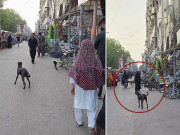 شہر میں آوارہ کتوں کی بہتات سگ گزیدگی کے واقعات بڑھ گئے
