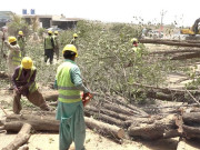 کراچی میں ریڈ لائن منصوبے کے لئے درختوں کی کٹائی پرچیف سیکریٹری کو نوٹس جاری