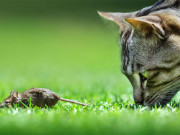 برطانیہ میں ہر سال تقریباً 27 کروڑ جانور بِلیوں کا شکار بنتے ہیں تحقیق