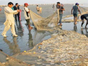 حکومت نے مچھلی کے شکار پر پابندی میں ایک ماہ کی چھوٹ دیدی