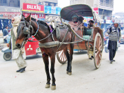 سائیکل چلائیں یا تانگہ  پیٹرول مہنگا ہوتے ہی  سوشل میڈیا پر میمز کا طوفان آگیا