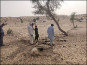 صحرائے چولستان میں بقا کی جنگ لڑتی جنگلی حیات