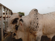 مویشی منڈی کراچی سے چوری قربانی کا بچھڑا لیاقت آباد سے برآمد