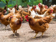 سندھ ہائیکورٹ: گھر پر مرغیاں پالنے کیخلاف درخواست پر پولیس سے رپورٹ طلب 