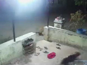 بھارت میں چیتے نے گھر میں گھس کر پالتو کتے کو ہلاک کردیا ویڈیو وائرل