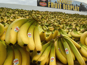 پھلوں کی نمائش کا نیا ریکارڈ 70000 پونڈ وزنی کیلوں کا ڈسپلے