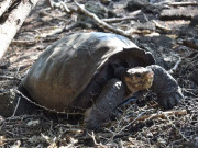 ایک صدی قبل ناپید قرار دیا گیا کچھوا دوبارہ دریافت