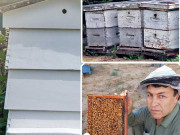 مگس بانی کی منافع اور صحت بخش صنعت