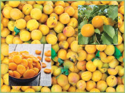 خوبانی افادیت سے بھرا پھل