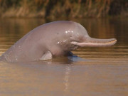 بلائنڈانڈس ڈولفن کومعدومی سے بچانے کی کوششیں