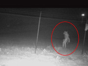 امریکا میں چڑیا گھر کے باہر عجیب و غریب مخلوق کی نشاندہی