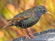 امریکا جیل میں رہائش پذیر پرندوں نے انتظامیہ کے 3000 ڈالر خرچ کروا دیے