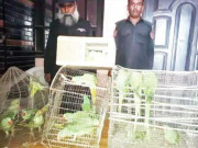 کراچی لائے جانیوالے لاکھوں روپے کے دیسی اور پہاڑی طوطے ضبط