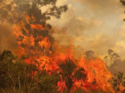 کشمیر کے جنگلات میں آگ سے محکمہ جنگلات کے دو ملازم جاں بحق